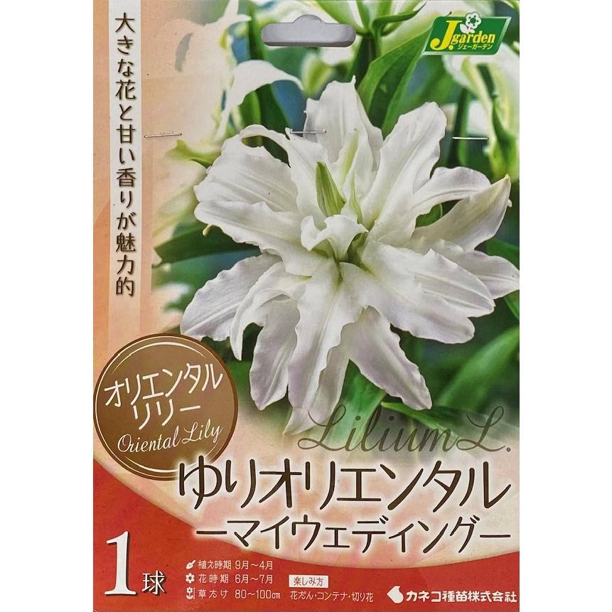 花球根】 オリエンタルリリー ゆりオリエンタル マイウェディング 1球