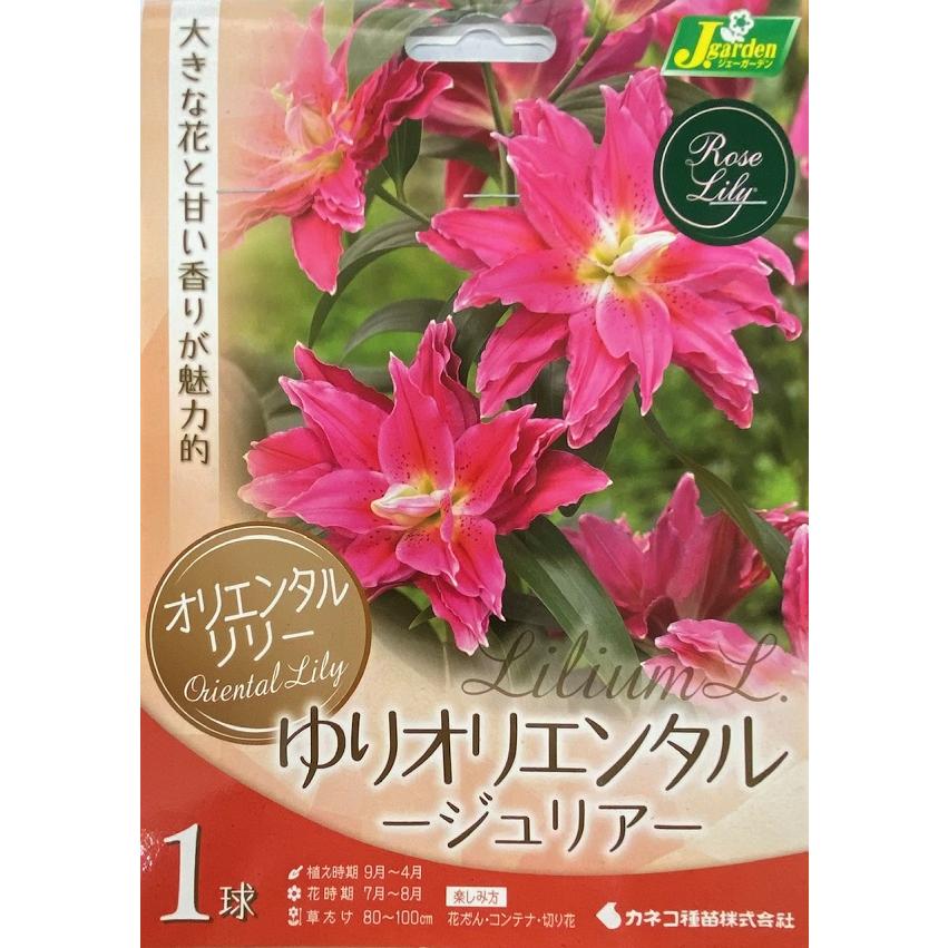 花球根】 オリエンタルリリー ゆりオリエンタル ジュリア 1球入 カネコ