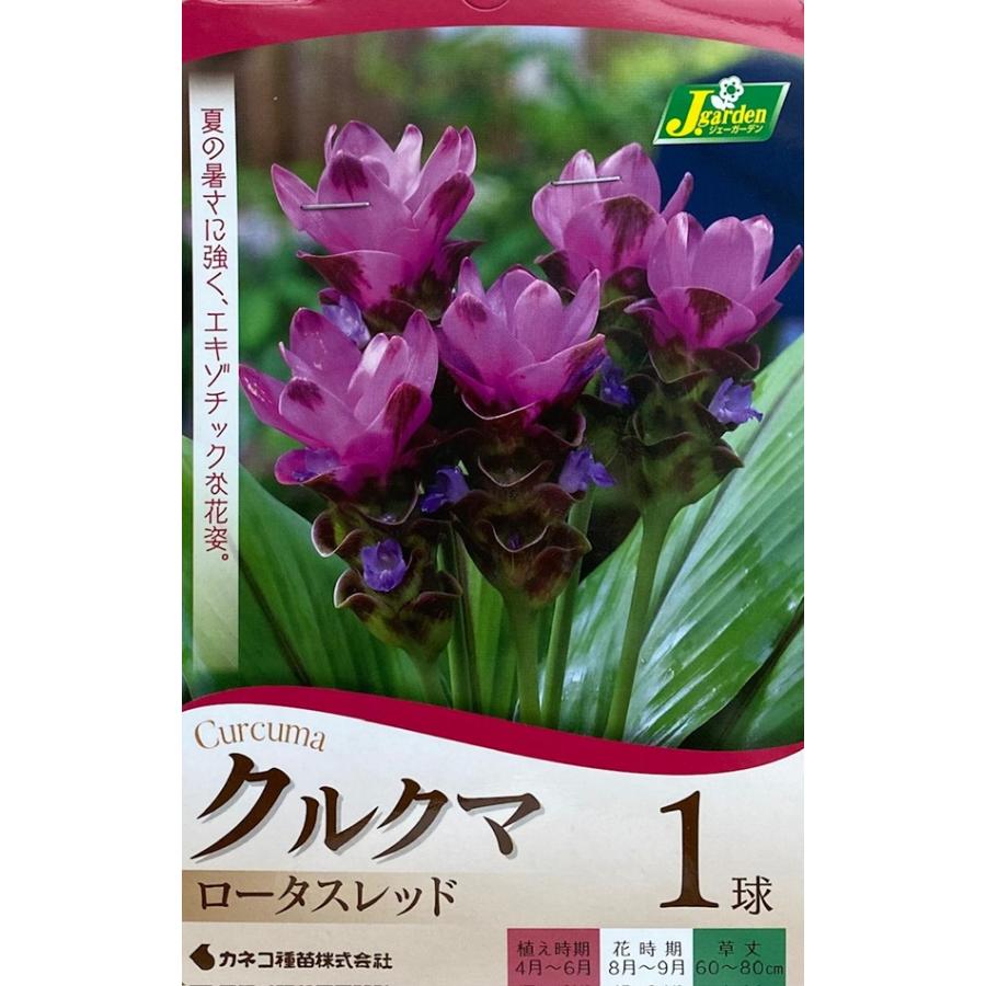 花球根 クルクマ ロータスレッド 1球入 カネコ種苗の球根（Yahoo!・Gardener s Shop Ivy）