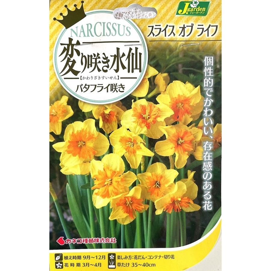 バタフライ水仙　2球 花球根 変り咲き水仙 バタフライ咲き スライスオブライフ 2球入 カネコ