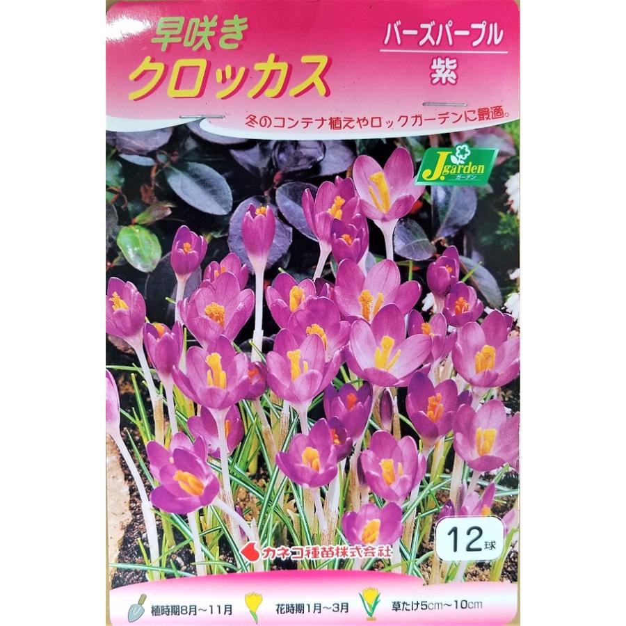 花球根 早咲き球根 クロッカス バーズパープル 12球入 カネコ種苗の球根 Kyuukon 061 Gardener S Shop Ivy 通販 Yahoo ショッピング