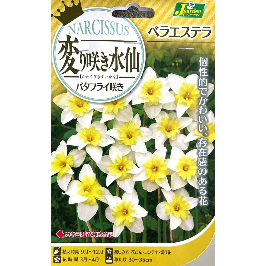 花球根 変り咲き水仙 バタフライ咲き ベラエステラ 2球入 カネコ種苗の