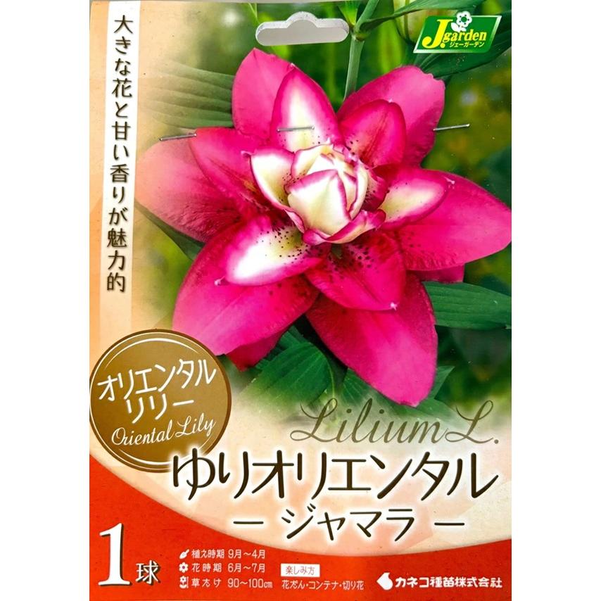 花球根 オリエンタルリリー ゆりオリエンタル ジャマラ 1球入 カネコ