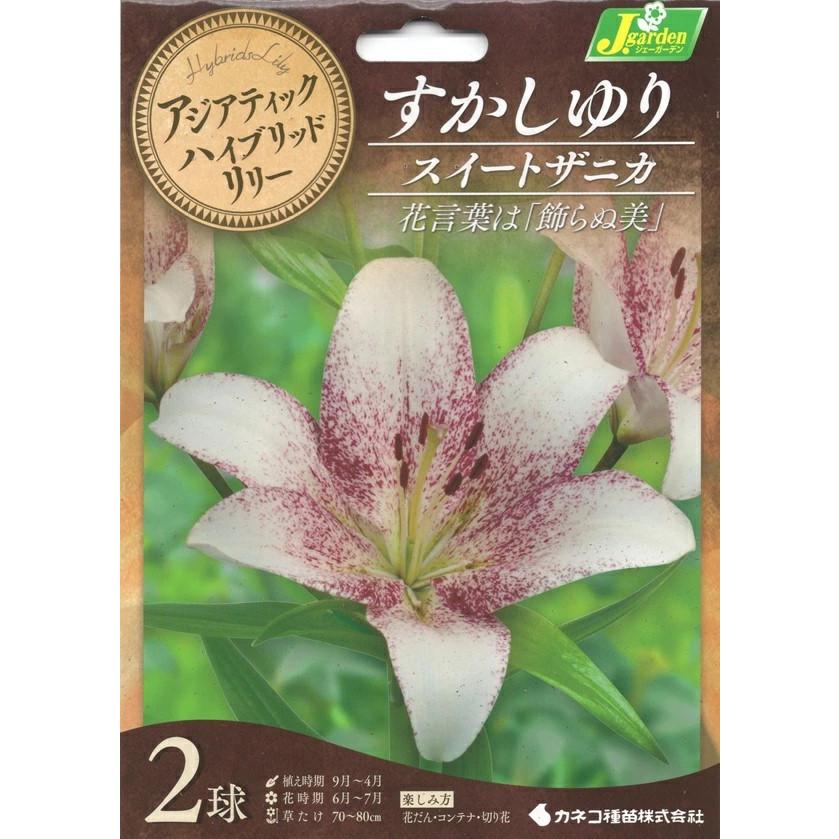 花球根 アジアティックハイブリッドリリー すかしゆり スイートザニカ 2球入 カネコ種苗の球根（Yahoo!・Gardener s Shop Ivy）