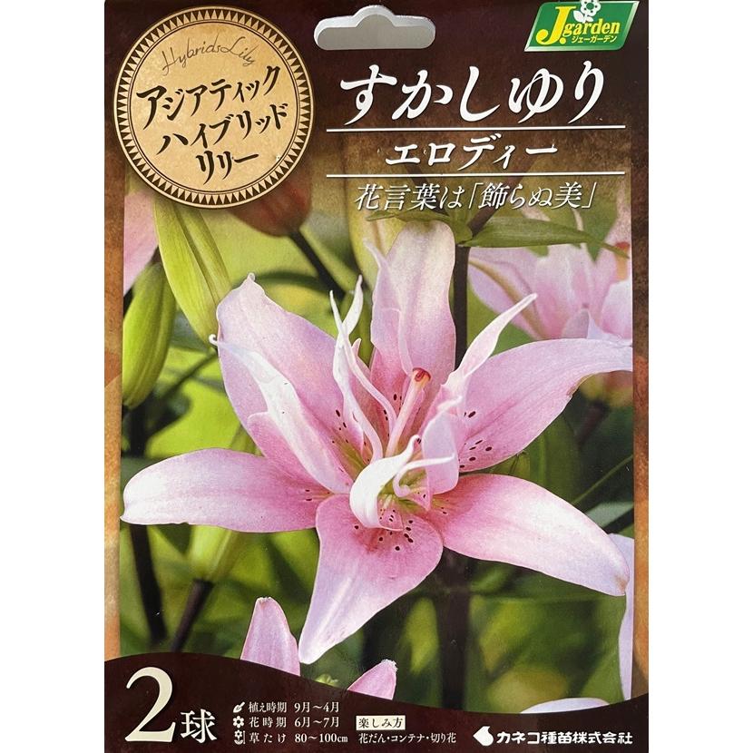 花球根 アジアティックハイブリッドリリー 八重咲すかしゆり エロディー 2球入 カネコ種苗の球根（Yahoo!・Gardener s Shop Ivy）