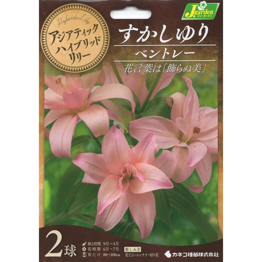 花球根 アジアティックハイブリッドリリー 八重咲すかしゆり ベントレー 2球入 カネコ種苗の球根（Yahoo!・Gardener s Shop Ivy）