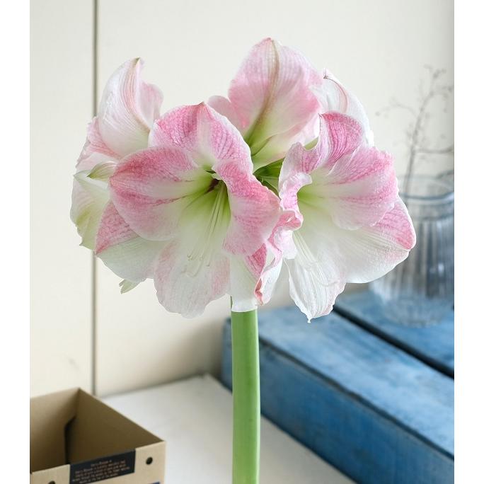 花球根 ポットアマリリス 一重咲き XXL チェリーブロッサム 1球 福花園