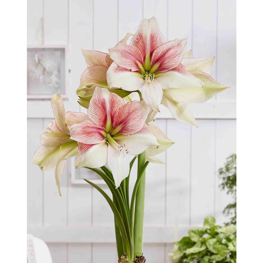 花球根 ポットアマリリス 一重咲き XXL グランディスファンタジー 1球