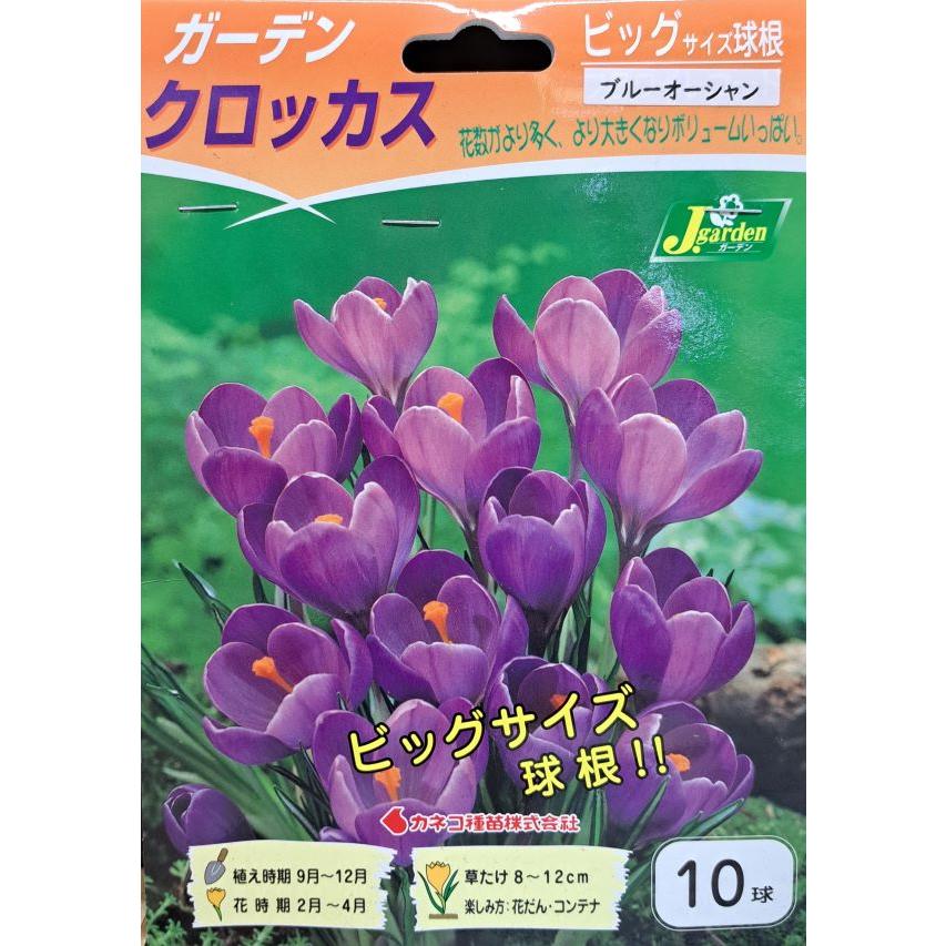 花球根 ビッグサイズ球根 ガーデンクロッカス フラワーレコード 10球入 カネコ種苗の球根 Kyuukon 068 Gardener S Shop Ivy 通販 Yahoo ショッピング