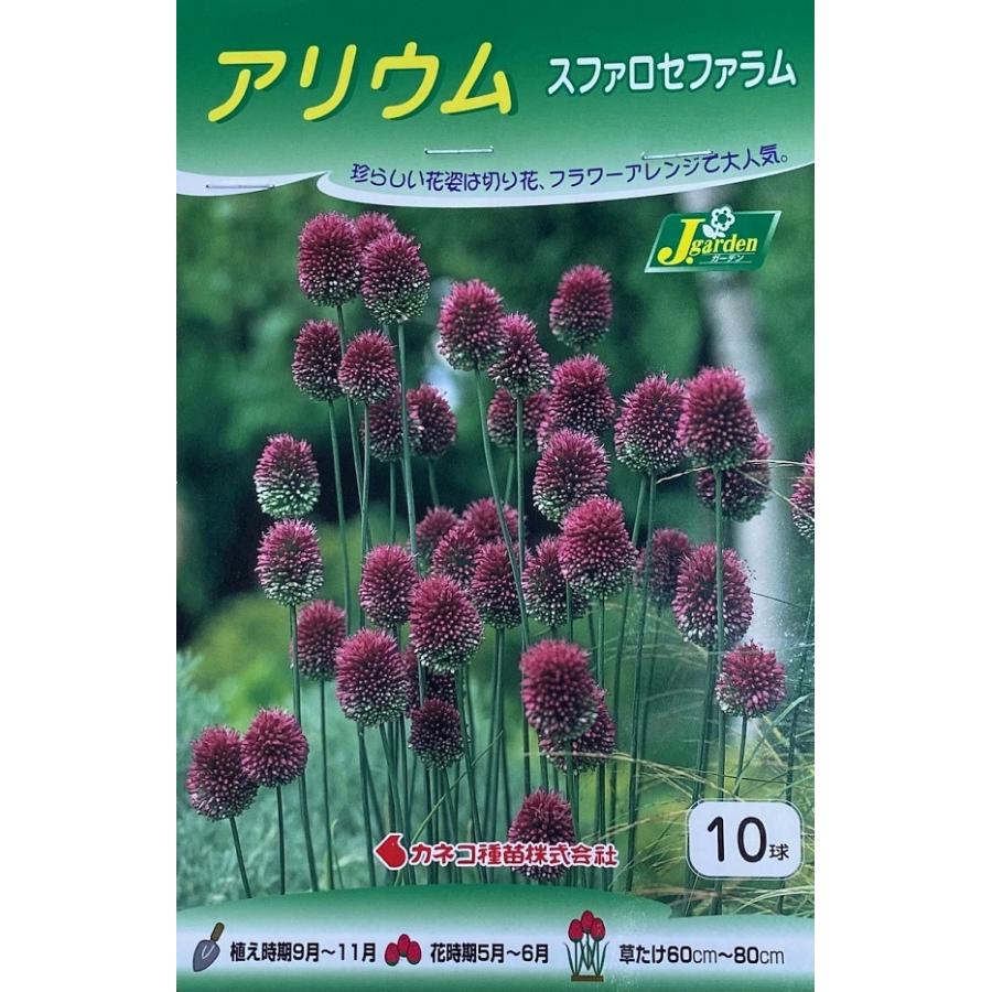 花球根】アリウム スファロセファラム 10球入 カネコ種苗の球根