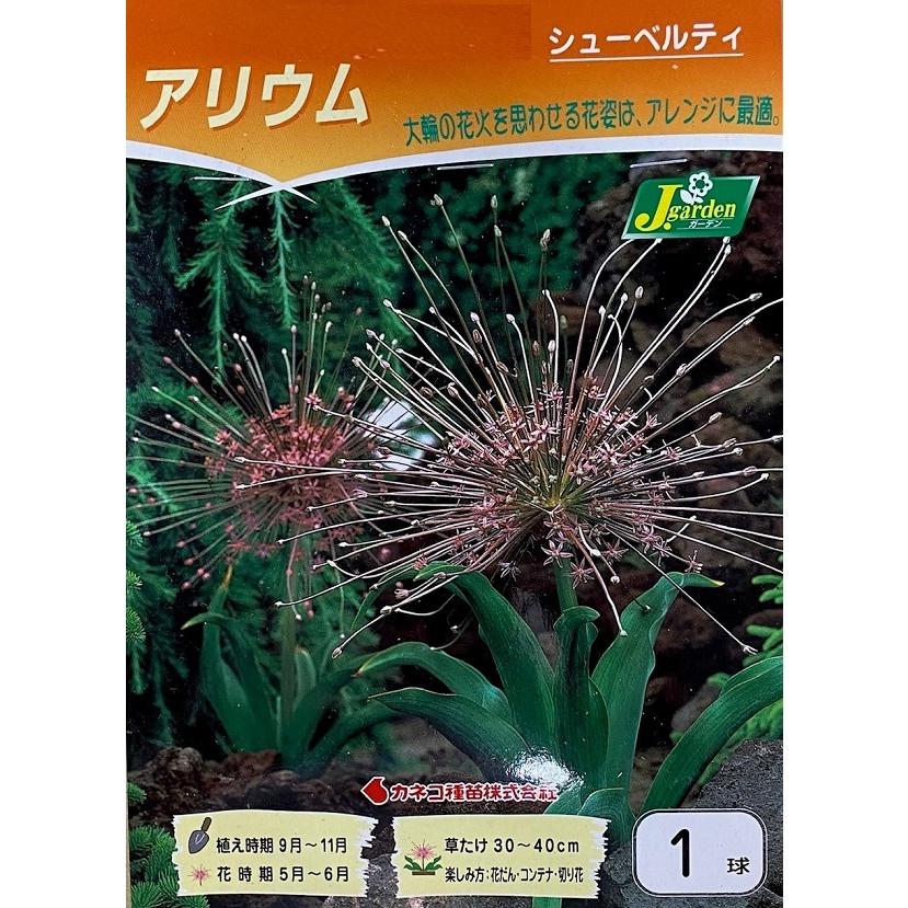花球根】アリウム シューベルティ 1球入 カネコ種苗の球根 : Gardener