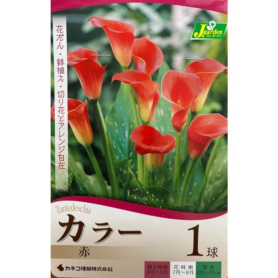 花球根 カラー 赤 1球入 カネコ種苗の球根（Yahoo!・Gardener s Shop Ivy）