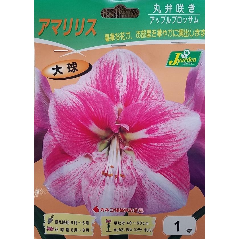 花球根 アマリリス 丸弁咲き アップルブロッサム 1球入 カネコ種苗の