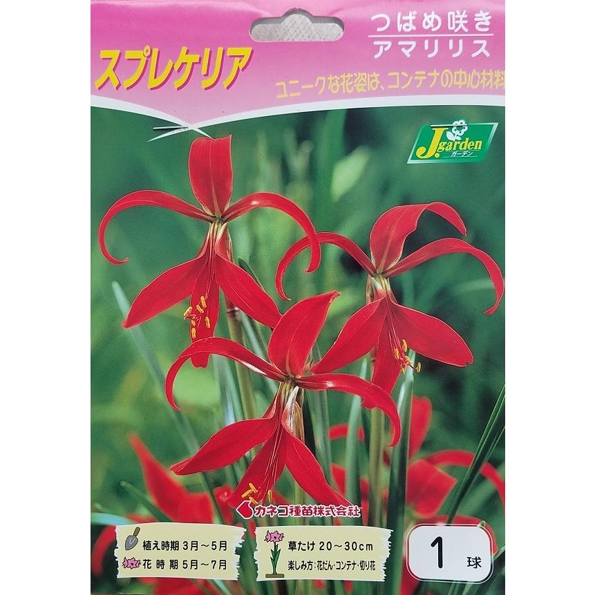花球根 スプレケリア つばめ咲き アマリリス１球入 カネコ種苗の球根（Yahoo!・Gardener s Shop Ivy）