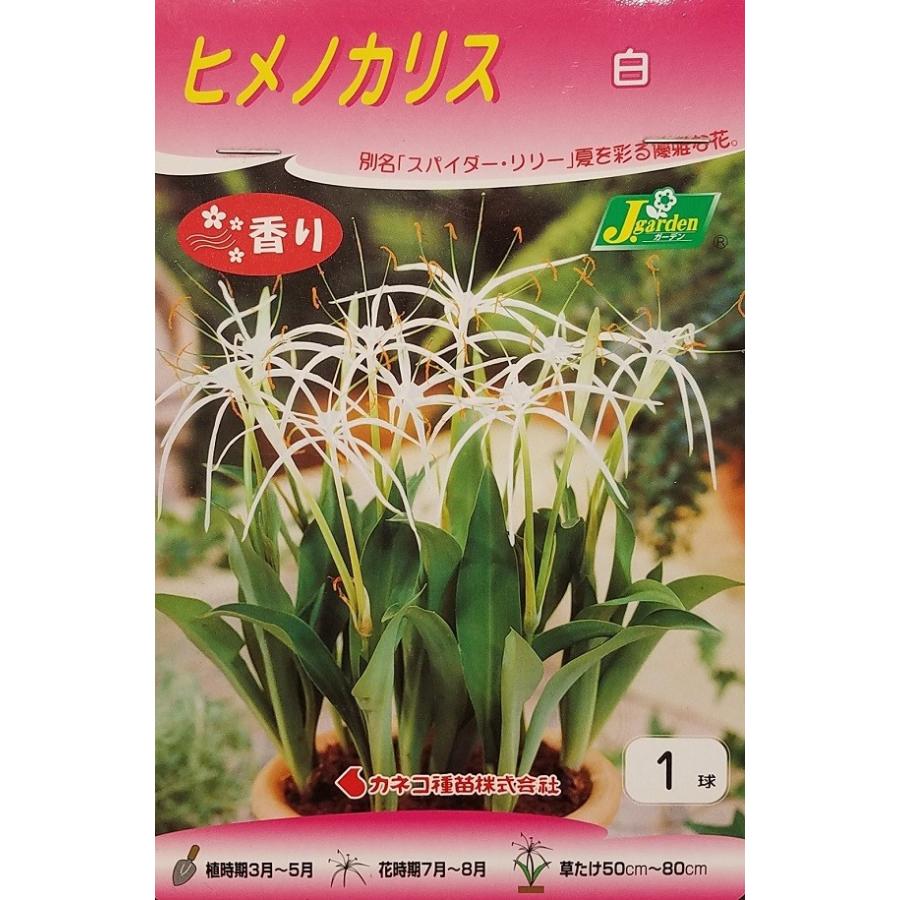 花球根 ヒメノカリス 白 １球入 カネコ種苗の球根 Kyuukon 144 Gardener S Shop Ivy 通販 Yahoo ショッピング