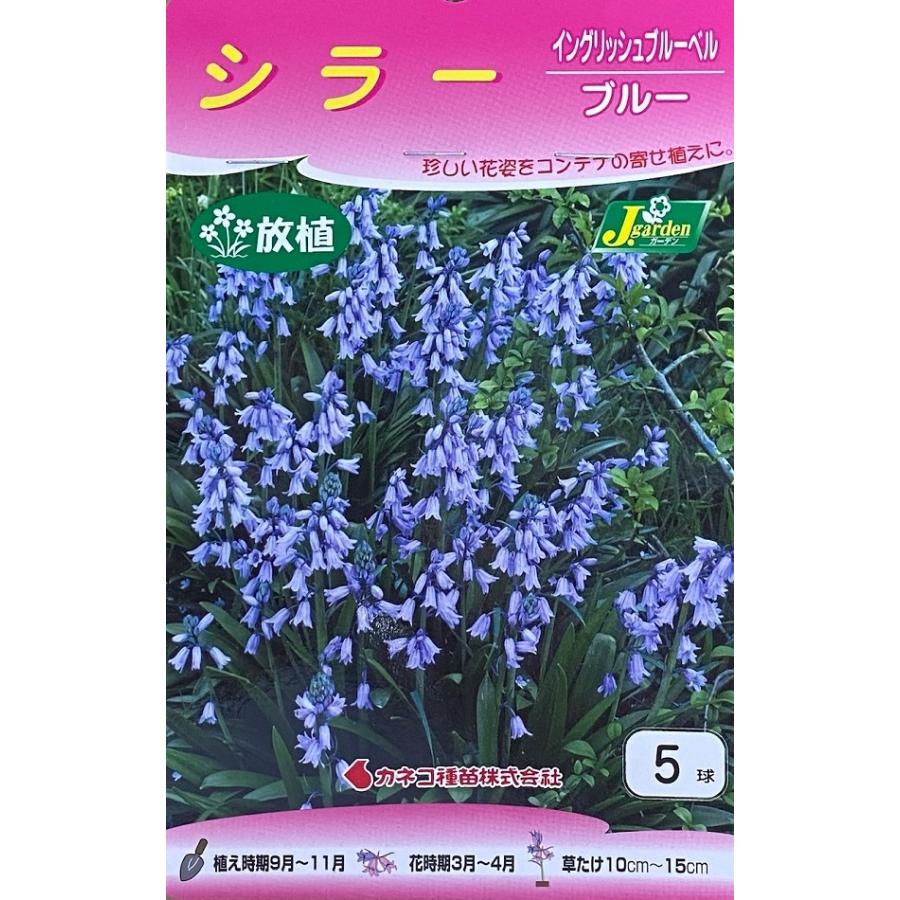 花球根】シラー イングリッシュブルーベル ブルー 5球 カネコ
