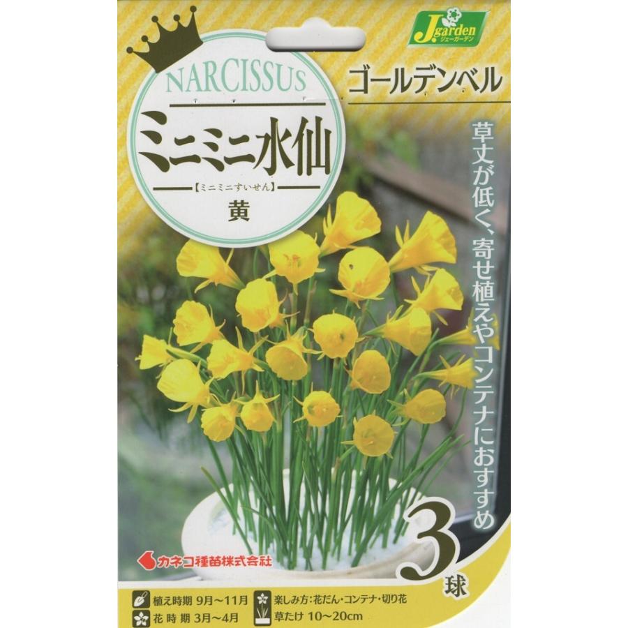 花球根】ミニミニ水仙 ゴールデンベル 3球入 カネコ種苗の球根