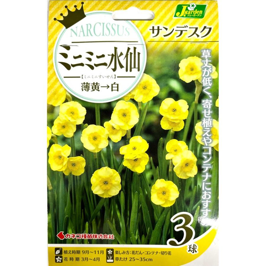 花球根】ミニミニ水仙 サンデスク 3球入 カネコ種苗の球根 : Gardener