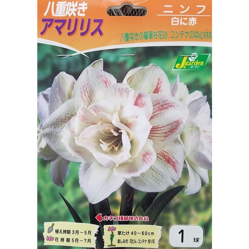 花球根 八重咲きアマリリス ニンフ 1球入 カネコ種苗の球根 : Gardener