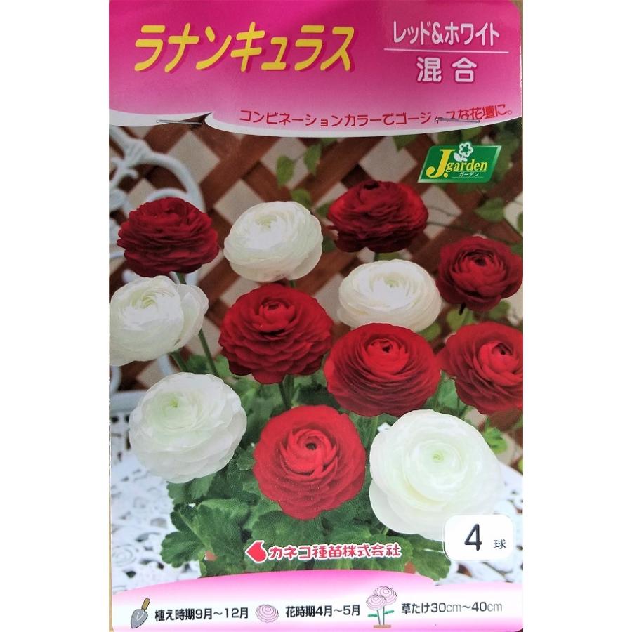 花球根 ラナンキュラス レッド ホワイト混合 4球入 カネコ種苗の球根 Kyuukon 5 Gardener S Shop Ivy 通販 Yahoo ショッピング
