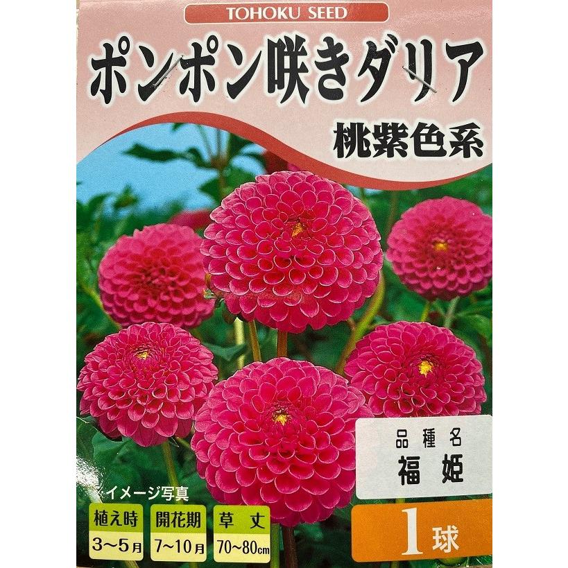 花球根 ポンポン咲きダリア 桃紫色系 1球入 トーホクの球根 : Gardener