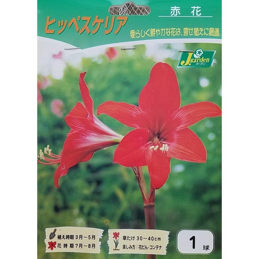花球根 ヒッペスケリア 赤花 １球入 カネコ種苗の球根（Yahoo!・Gardener s Shop Ivy）
