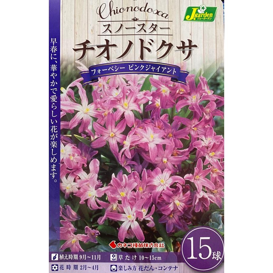 花球根 スノースター チオノドクサ フォーベシー ピンクジャイアント 15球入 カネコ種苗の球根 Kyuukon 254 Gardener S Shop Ivy 通販 Yahoo ショッピング