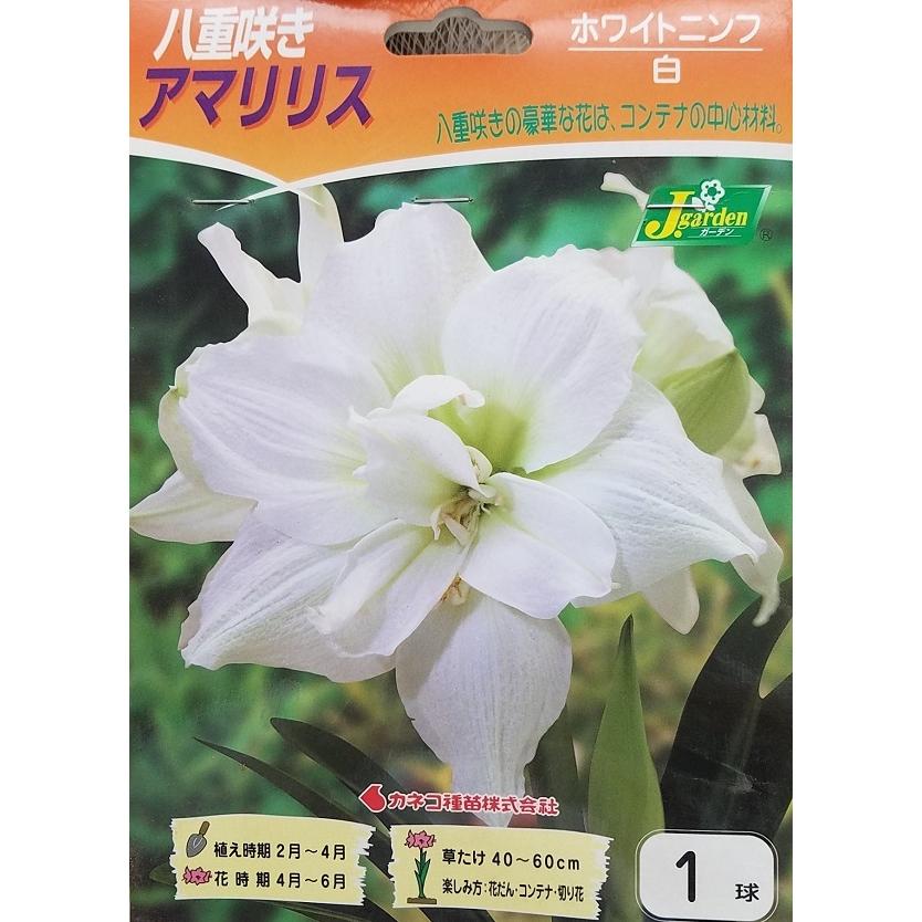 花球根】八重咲きアマリリス ホワイトニンフ 1球入 カネコ種苗の球根