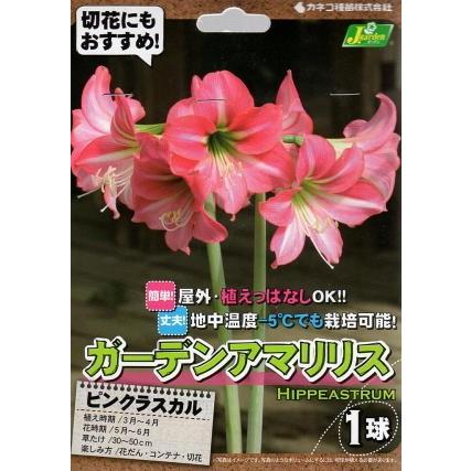 アマリリス 品種 花の球根 の商品一覧 球根 種芋 花 ガーデニング 通販 Yahoo ショッピング