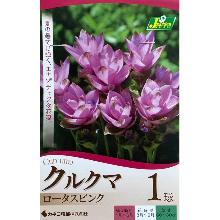花球根 クルクマ ロータスピンク 1球入 カネコ種苗の球根（Yahoo!・Gardener s Shop Ivy）