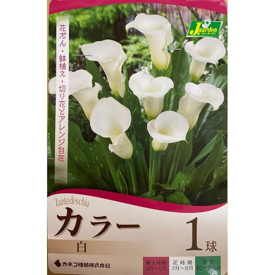 花球根 カラー 白 カネコ種苗の球根 テレビで話題 1球入