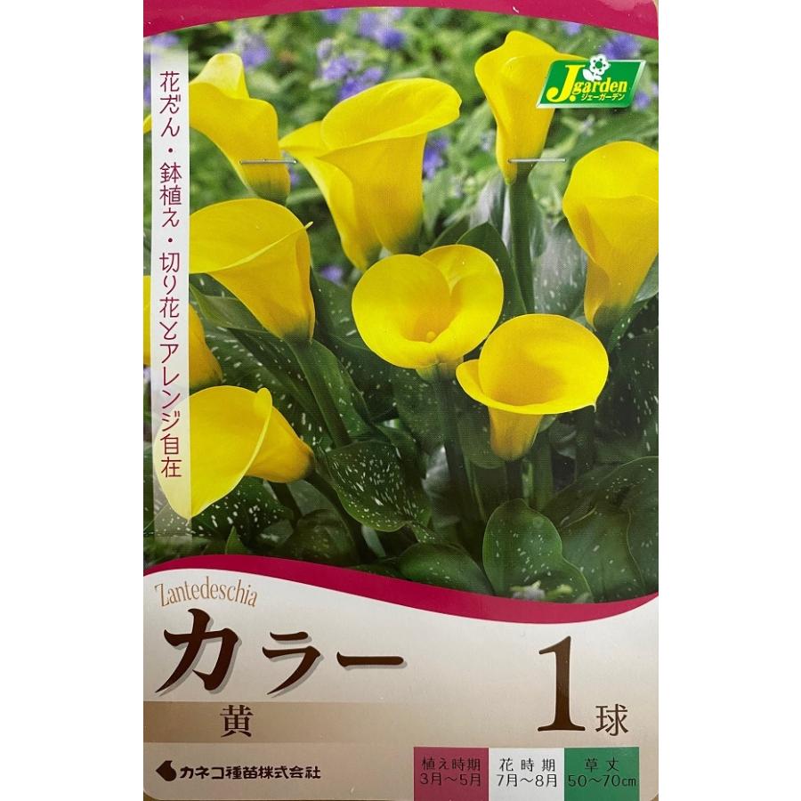 花球根 カラー ブラックマジック 黄 1球入 カネコ種苗の球根 Kyuukon 2 Gardener S Shop Ivy 通販 Yahoo ショッピング