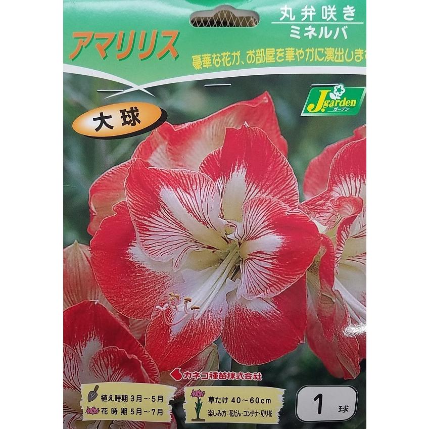 花球根 アマリリス 丸弁咲き ミネルバ 1球入 カネコ種苗の球根