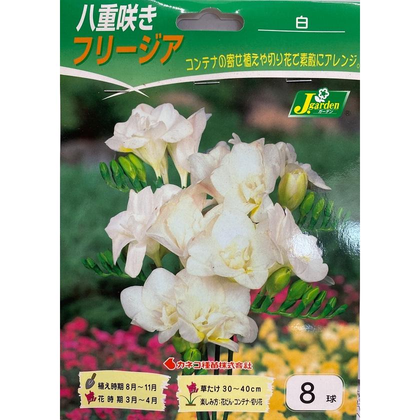 花球根】八重咲きフリージア 白 8球入 カネコ種苗の球根 : Gardener s