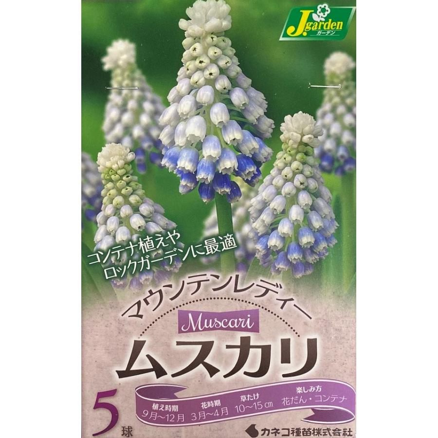 花球根 ムスカリ マウンテンレディー 5球入 カネコ種苗の球根
