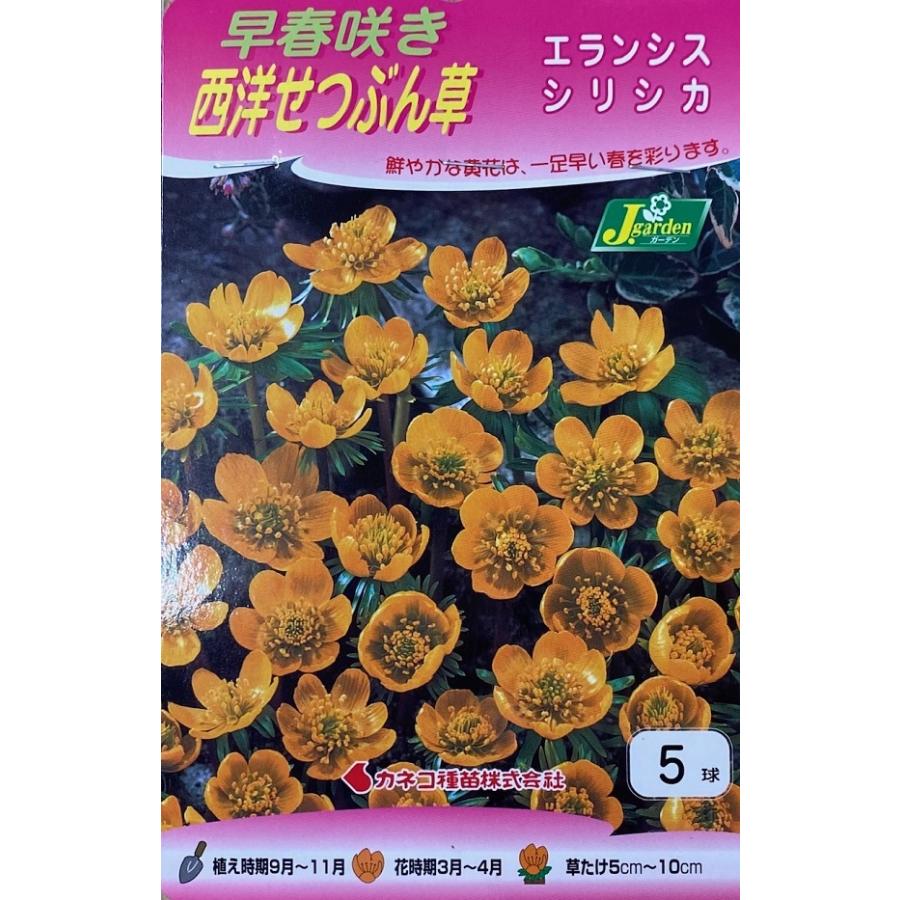 花球根 早咲き西洋せつぶん草 エランシス シリシカ 5球入 カネコ種苗の球根 Kyuukon 337 Gardener S Shop Ivy 通販 Yahoo ショッピング