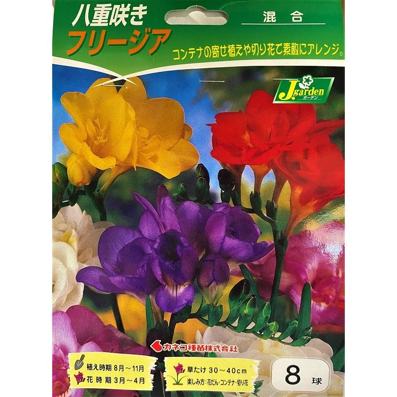 花球根 八重咲きフリージア 混合 8球入 カネコ種苗の球根 : Gardener s
