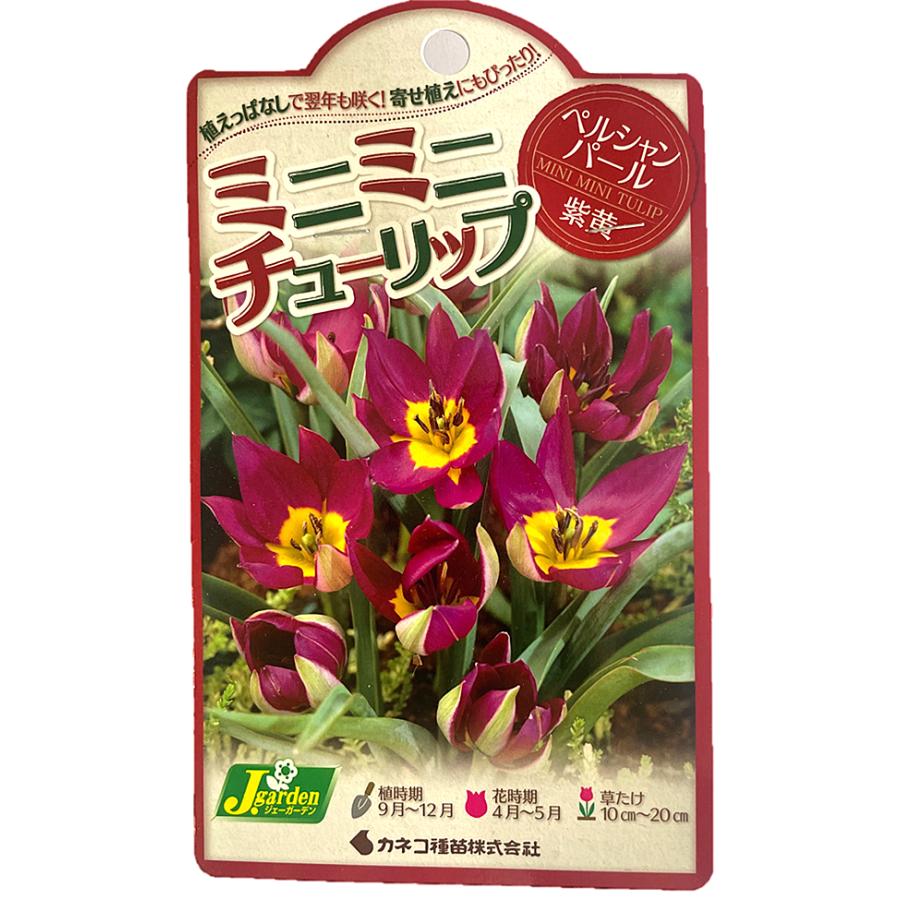 花球根】ミニミニチューリップ ペルシャンパール 8球入 カネコ種苗の