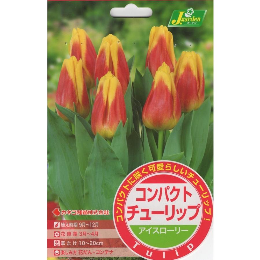 花球根 コンパクトチューリップ アイスローリー ５球入 Kyuukon 371 Gardener S Shop Ivy 通販 Yahoo ショッピング