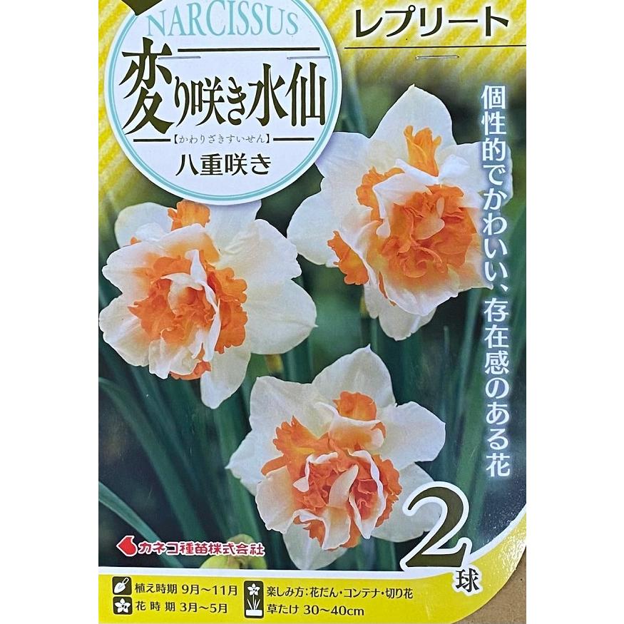 花球根】変り咲き水仙 八重咲き レプリート 2球入 カネコ種苗の