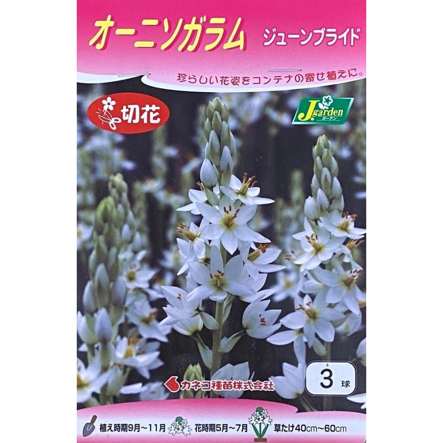 花球根 オーニソガラム ジューンブライド 3球入 カネコ種苗の球根 Kyuukon 377 Gardener S Shop Ivy 通販 Yahoo ショッピング