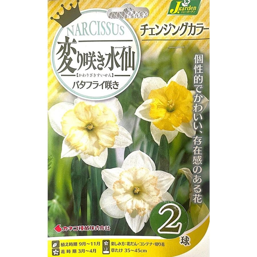 バタフライ水仙　2球 花球根 変り咲き水仙 バタフライ咲き チェンジングカラー 2球入 カネコ