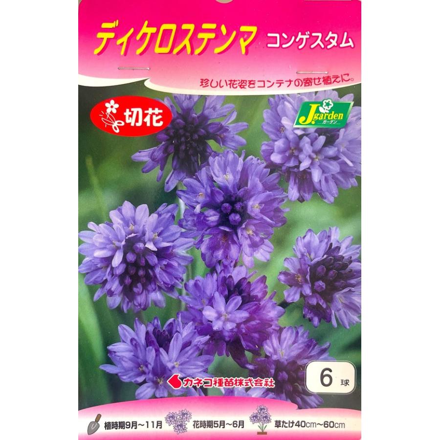 花球根 ディケロステンマ コンゲスタム 6球入 カネコ種苗の球根 Kyuukon 381 Gardener S Shop Ivy 通販 Yahoo ショッピング