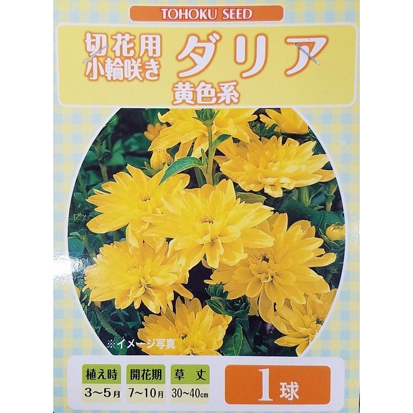 【花球根】切花用 小輪咲き ダリア 黄色系 1球入 トーホクの球根｜gardeningivy