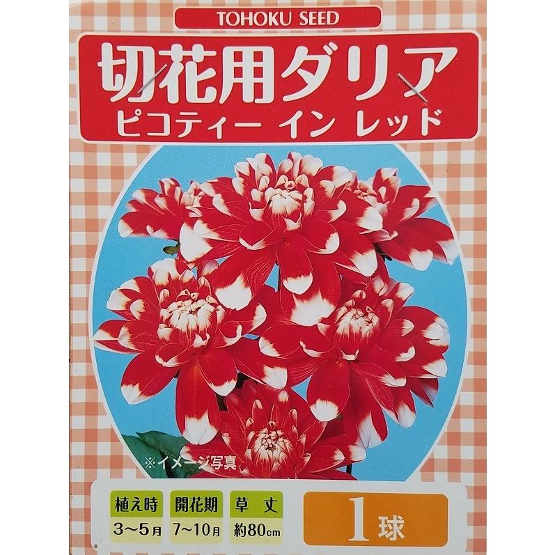 花球根 切花用 ダリア ピコティ イン レッド 1球入 トーホクの球根