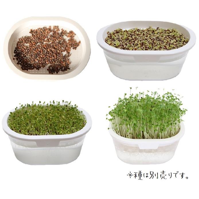 おうちでベジ 黒色 〜スプラウト栽培専用容器〜 グリーンフィールド