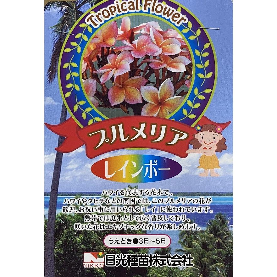 挿木 トロピカルフラワー プルメリア レインボー Sasiki 001 Gardener S Shop Ivy 通販 Yahoo ショッピング