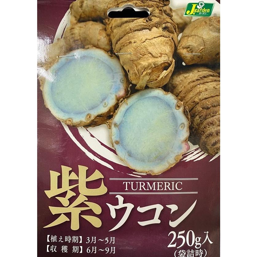 野菜球根 紫ウコン250g入 カネコ種苗の球根（Yahoo!・Gardener s Shop Ivy）
