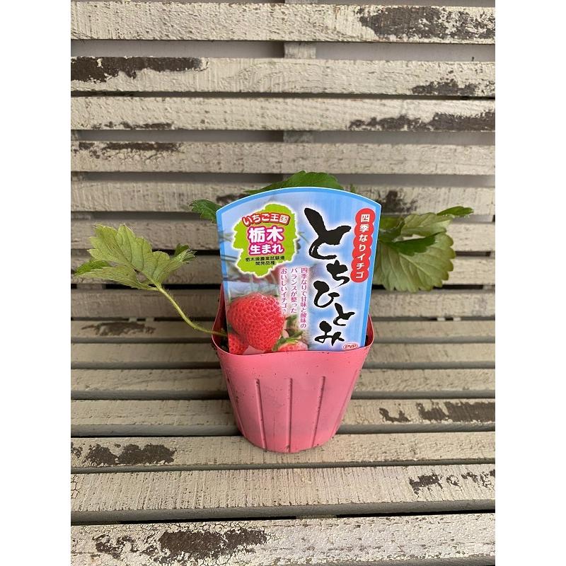 野菜苗 四季なりいちご とちひとみ 9cmポット 1苗 Yasainae 0003 Gardener S Shop Ivy 通販 Yahoo ショッピング