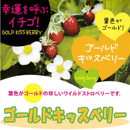 野菜苗 ワイルドストロベリー ゴールド キッスベリー 9cmポット 1苗 Yasainae 0008 Gardener S Shop Ivy 通販 Yahoo ショッピング